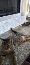Lost Male Cat last seen Lakeshore @ Wilkshire, Avondale Estates, GA 30002