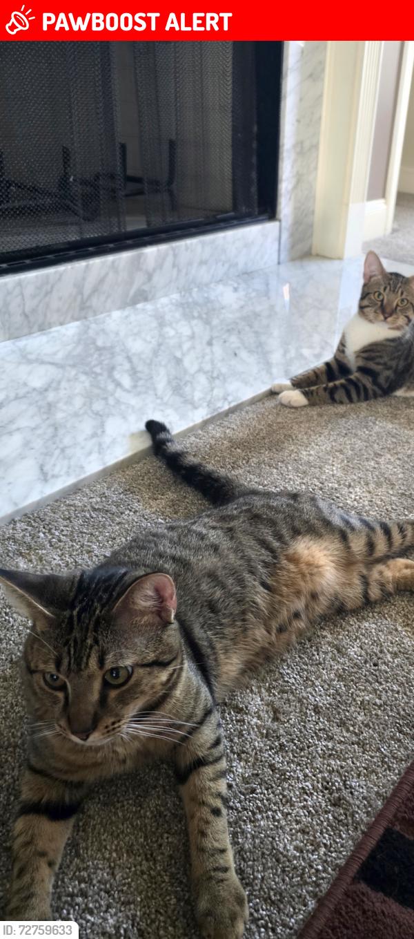 Lost Male Cat last seen Lakeshore @ Wilkshire, Avondale Estates, GA 30002