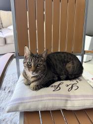 Lost Female Cat last seen Near Meryton, Irvine, CA 92603