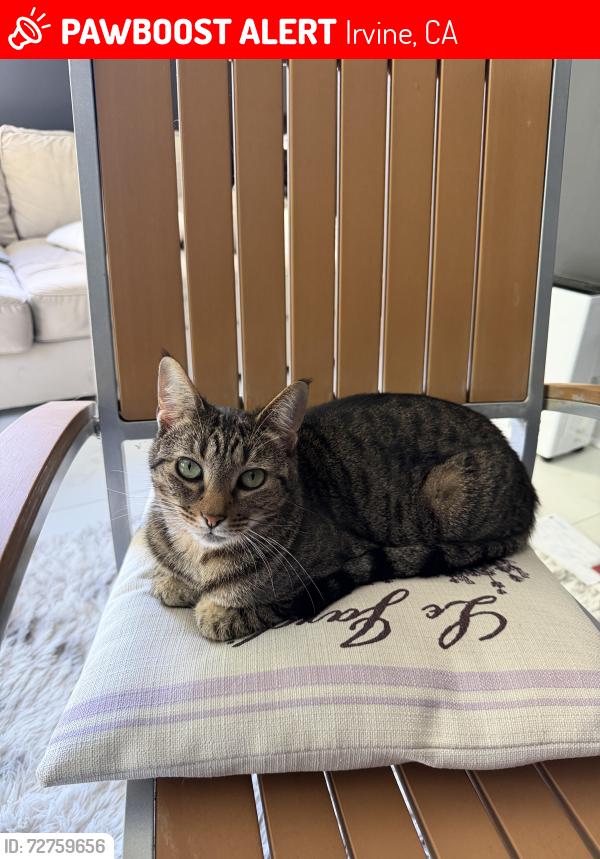 Lost Female Cat last seen Near Meryton, Irvine, CA 92603
