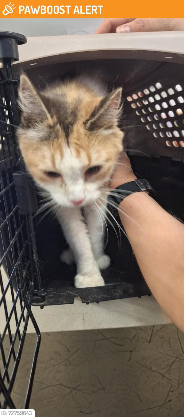 Found/Stray Female Cat last seen Chelton and Maizeland, Colorado Springs, CO 80909