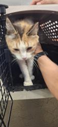 Found/Stray Female Cat last seen Chelton and Maizeland, Colorado Springs, CO 80909