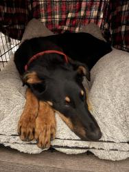 Found/Stray Male Dog last seen Near Hazeltine Ave, Panorama City, CA 91402, Los Angeles, CA 91402