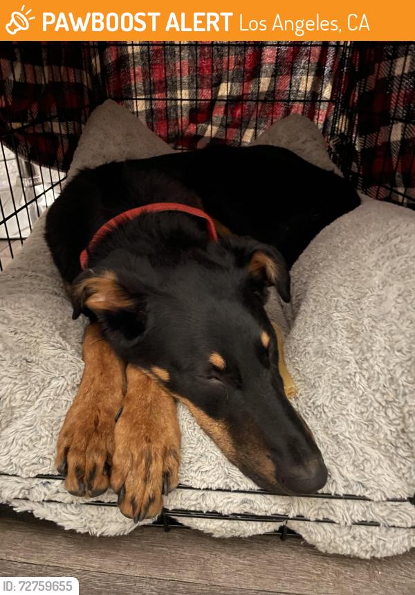 Found/Stray Male Dog last seen Near Hazeltine Ave, Panorama City, CA 91402, Los Angeles, CA 91402