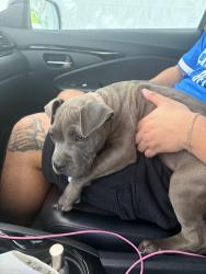 Lost Female Dog last seen Biggs Ter , Arlington, TX 76010