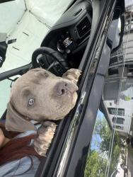 Lost Male Dog last seen Biggs Ter , Arlington, TX 76010