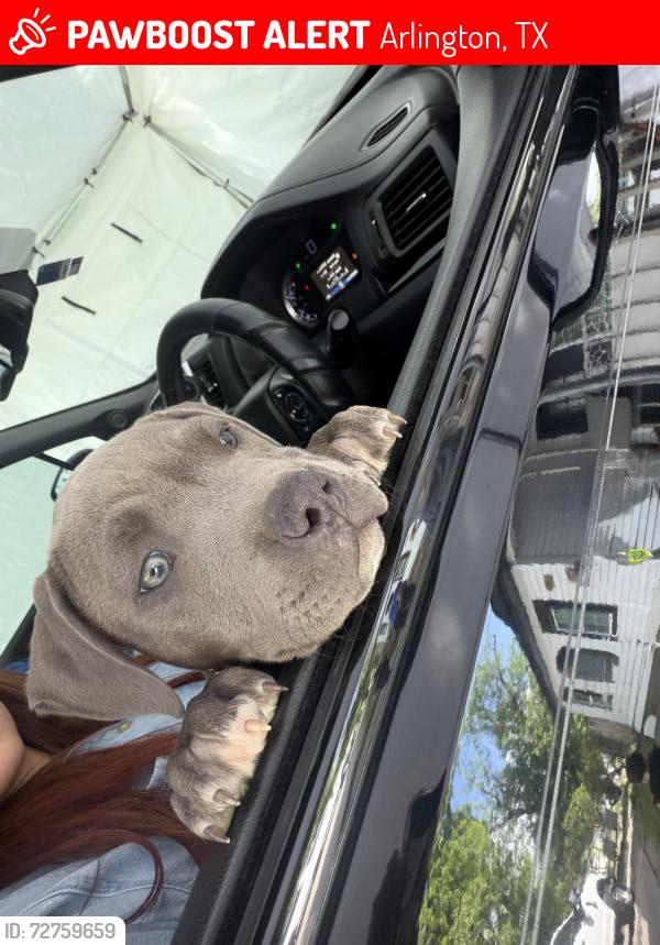 Lost Male Dog last seen Biggs Ter , Arlington, TX 76010