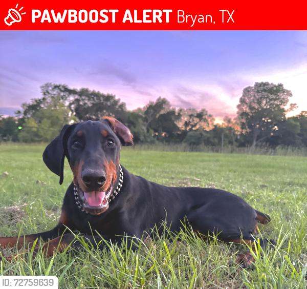 Lost Male Dog last seen Running down Villa Maria by Midtown Park, Bryan, TX 77801