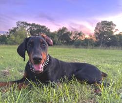 Lost Male Dog last seen Running down Villa Maria by Midtown Park, Bryan, TX 77801