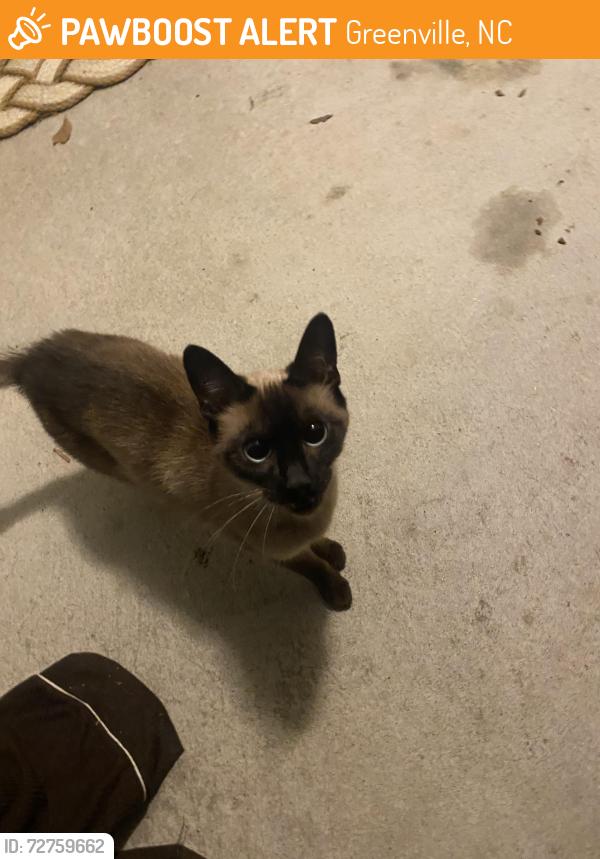 Found/Stray Unknown Cat last seen cobblestone area , Greenville, NC 27834
