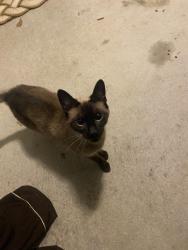 Found/Stray Unknown Cat last seen cobblestone area , Greenville, NC 27834