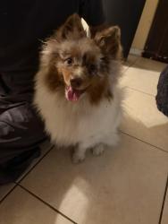 Found/Stray Male Dog last seen Fairmount Dr holiday Florida , Holiday, FL 34691
