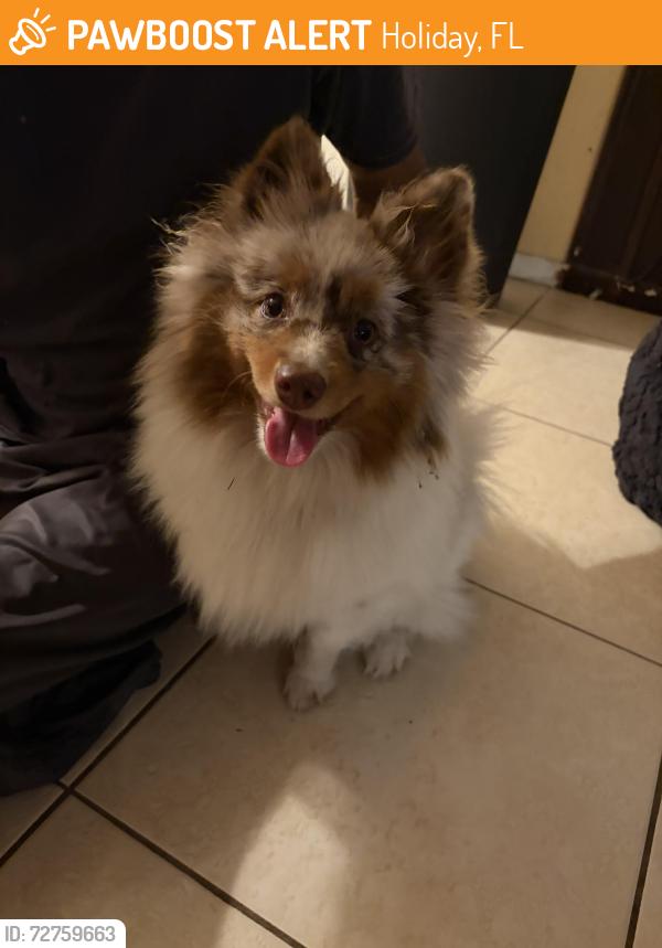 Found/Stray Male Dog last seen Fairmount Dr holiday Florida , Holiday, FL 34691
