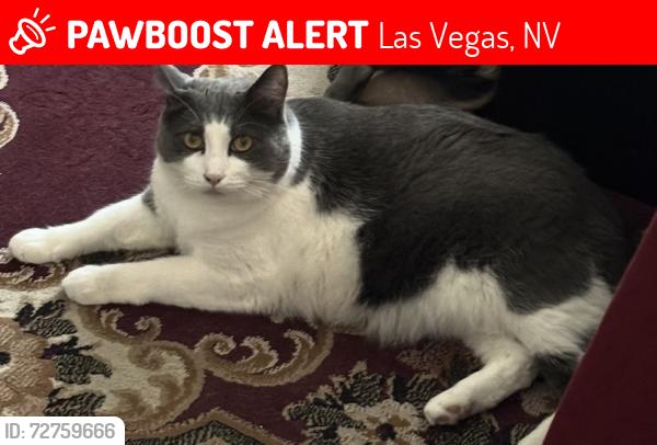 Lost Male Cat last seen Jones and Farm, Las Vegas, NV 89131