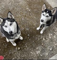 Found/Stray Unknown Dog last seen Quick stop, San Jose, CA 95127
