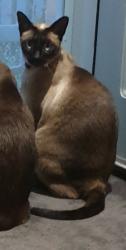 Lost Male Cat last seen Waterford Avenue / Central Park Avenue, Maribyrnong, VIC 3032