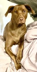 Lost Female Dog last seen Wiggins rd and hwy92, Plant City, FL 33566