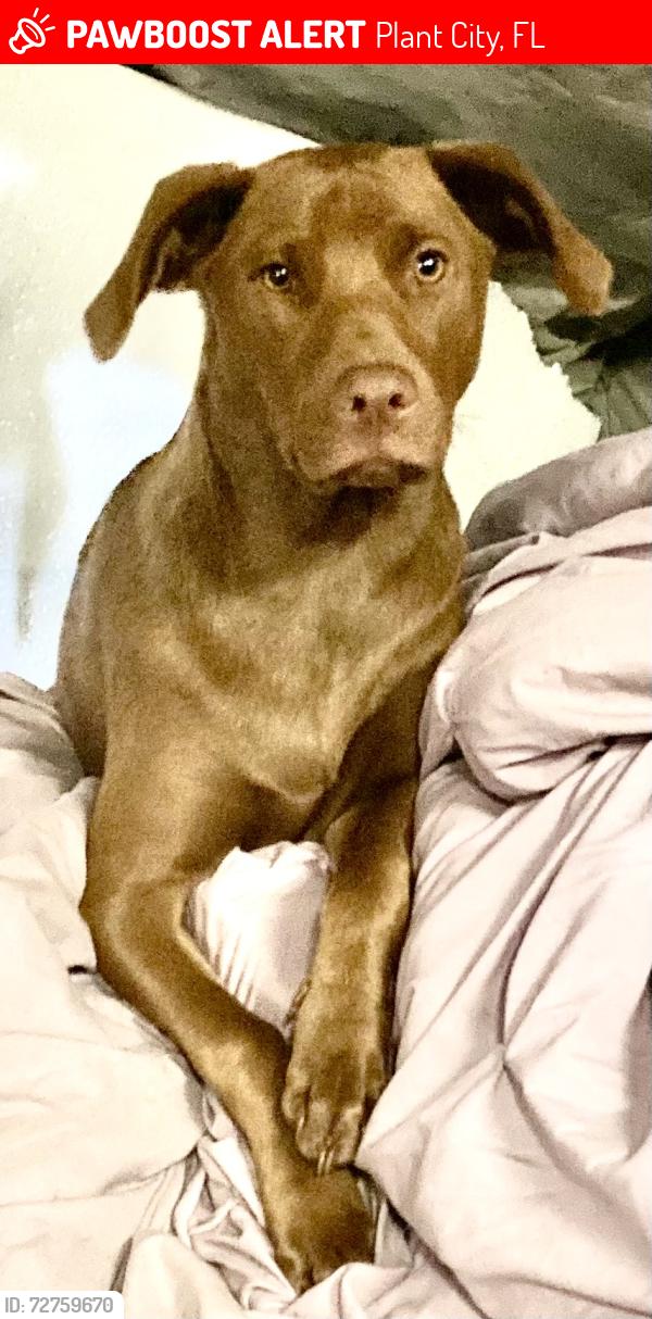 Lost Female Dog last seen Wiggins rd and hwy92, Plant City, FL 33566