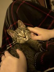 Lost Female Cat last seen Inside the apmt complex , Sarasota, FL 34237