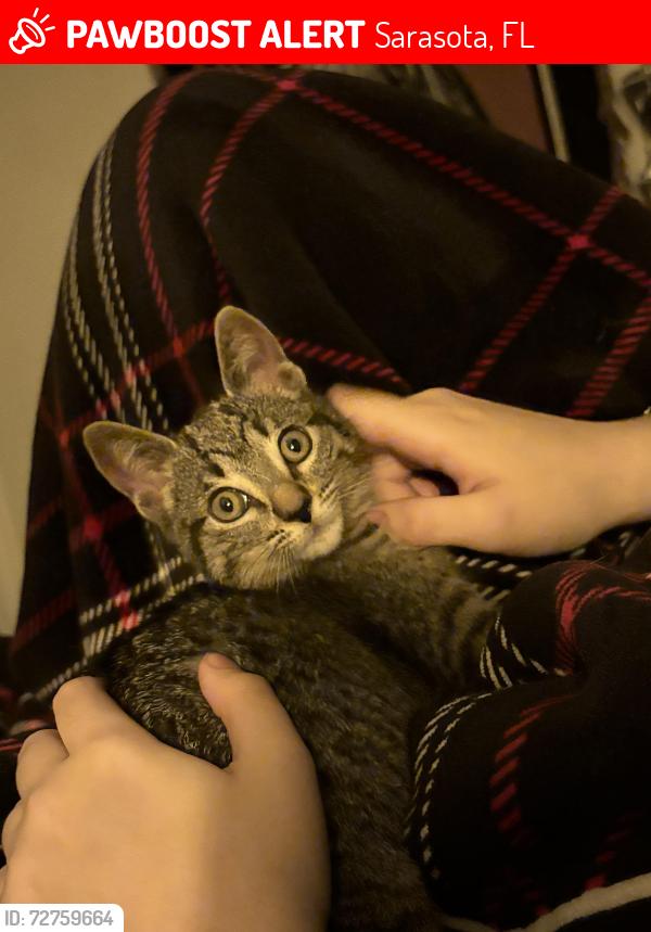 Lost Female Cat last seen Inside the apmt complex , Sarasota, FL 34237
