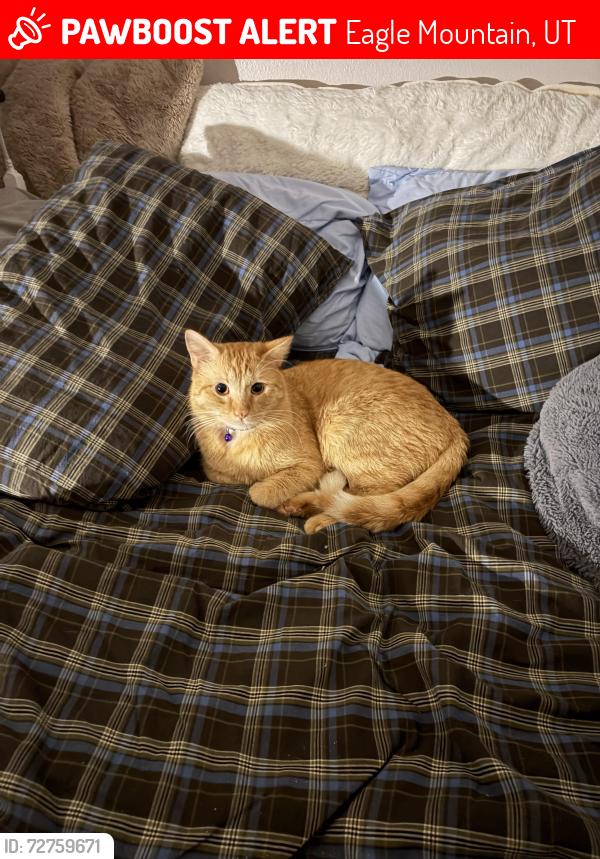Lost Male Cat last seen Near Mohican dr. Eagle mountain UT, Eagle Mountain, UT 84005