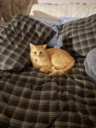 Lost Male Cat last seen Near Mohican dr. Eagle mountain UT, Eagle Mountain, UT 84005