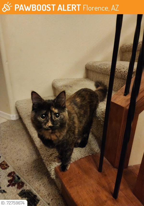 Found/Stray Female Cat last seen Constitution and Victory Way, Florence, AZ 85132