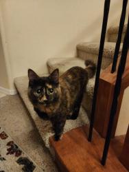 Found/Stray Female Cat last seen Constitution and Victory Way, Florence, AZ 85132