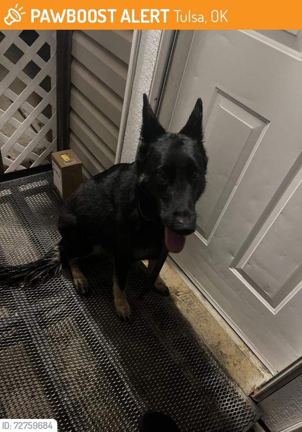 Found/Stray Male Dog last seen Traice Academy, Tulsa, OK 74110