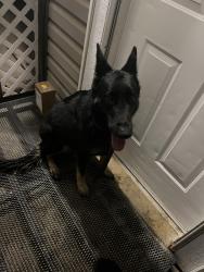 Found/Stray Male Dog last seen Traice Academy, Tulsa, OK 74110
