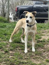 Found/Stray Female Dog last seen Ullery and stafford, found on pucker , Niles, MI 49120