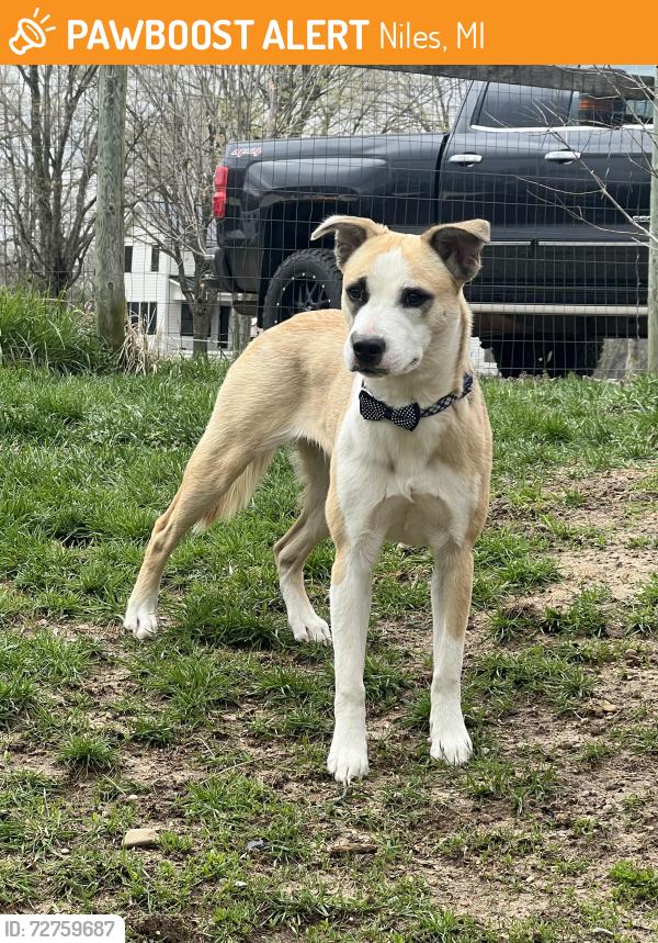 Found/Stray Female Dog last seen Ullery and stafford, found on pucker , Niles, MI 49120