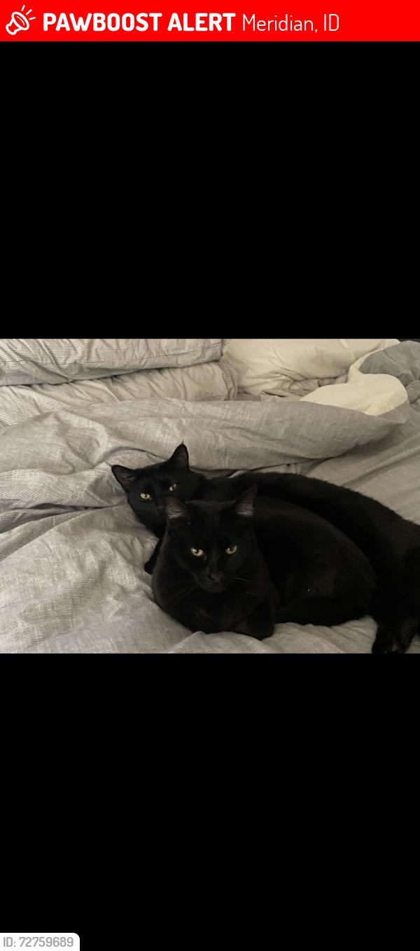 Lost Unknown Cat last seen Victory and meridian, Meridian, ID 83642