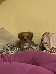 Lost Female Dog last seen N Sandhill and Stewart, Las Vegas, NV 89110