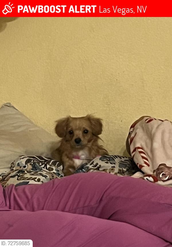 Lost Female Dog last seen N Sandhill and Stewart, Las Vegas, NV 89110