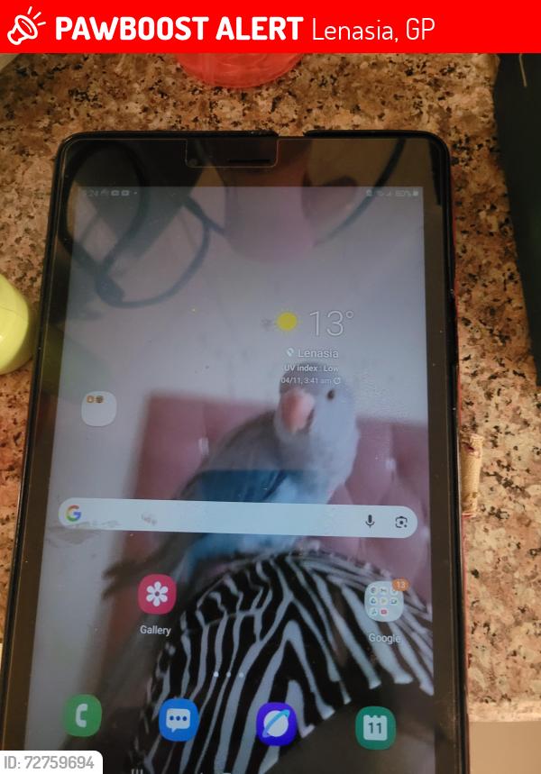Lost Unknown Bird last seen Masjid bilal, Lenasia, GP 1821