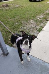 Lost Female Dog last seen 58th street, Clearwater, FL 33760