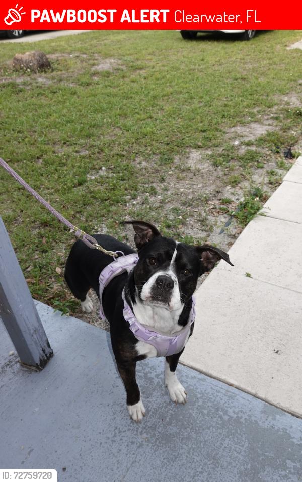 Lost Female Dog last seen 58th street, Clearwater, FL 33760