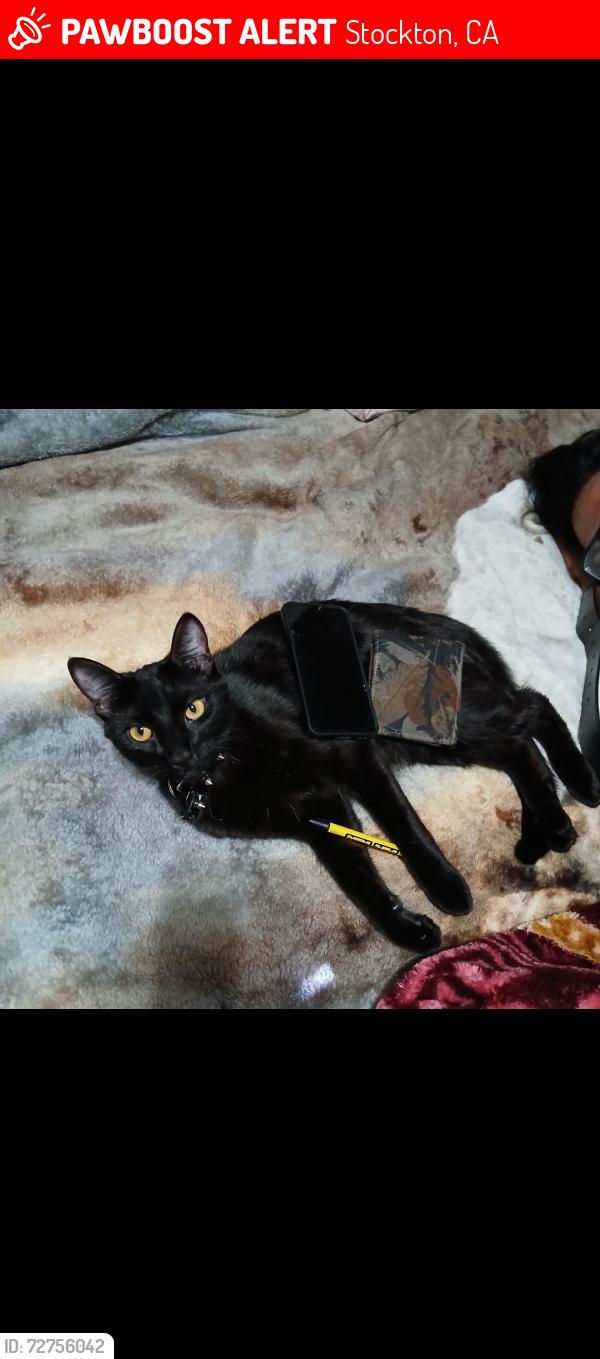 Lost Male Cat last seen El Dorado and Hammer Lane, Stockton, CA 95210