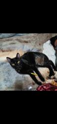 Lost Male Cat last seen El Dorado and Hammer Lane, Stockton, CA 95210