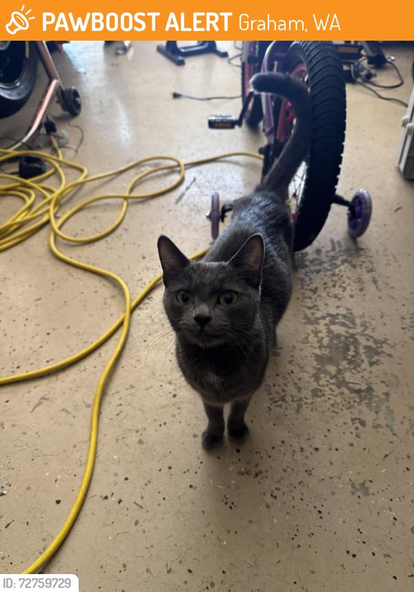 Found/Stray Unknown Cat last seen 212th st E and 118th st Graham, Graham, WA 98338