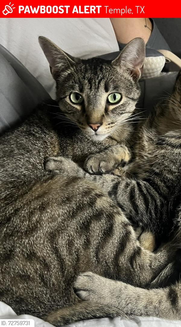 Lost Male Cat last seen Spare time , Temple, TX 76502
