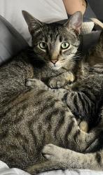 Lost Male Cat last seen Spare time , Temple, TX 76502
