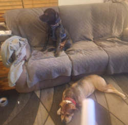 Lost Male Dog last seen Corunna Rd and Downey st flints west side , Flint, MI 48503