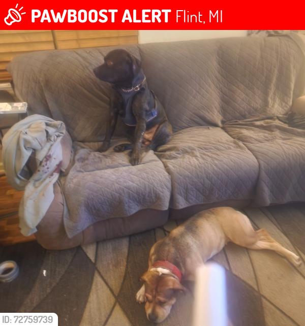 Lost Male Dog last seen Corunna Rd and Downey st flints west side , Flint, MI 48503