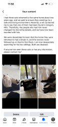 Lost Male Cat last seen Lasso rd, Gregory Hills, NSW 2557