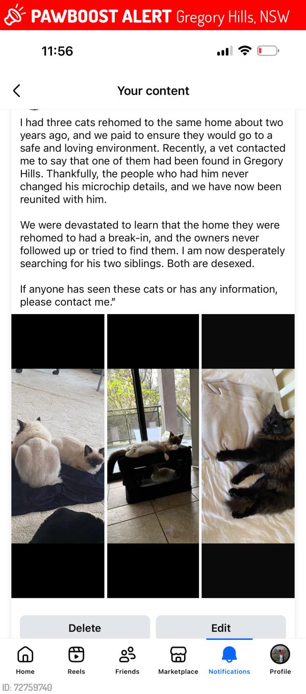 Lost Male Cat last seen Lasso rd, Gregory Hills, NSW 2557