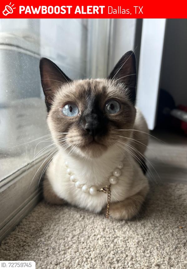 Lost Female Cat last seen park lane, abrams, larmanda , Dallas, TX 75231