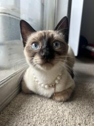 Lost Female Cat last seen park lane, abrams, larmanda , Dallas, TX 75231