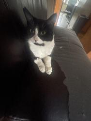 Lost Male Cat last seen last seen on jackson street , Saint Paul, MN 55117